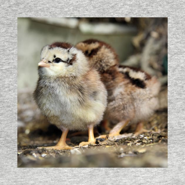 Two chicks just hatched by WesternExposure